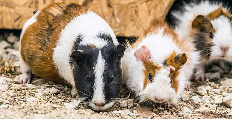 Conseil Vétérinaire - Blog - Comment accueillir un nouveau Cochon d'Inde ?