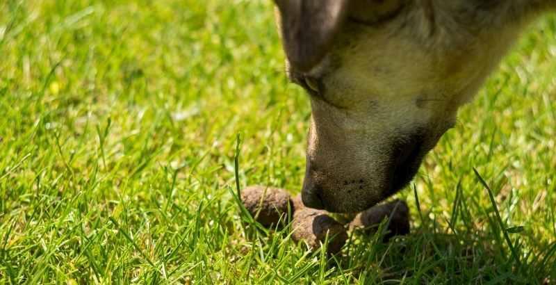 Conseil Vétérinaire - Blog - Coprophagie : pourquoi le chien mange-t-il ses  crottes
