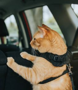Conseil Vétérinaire - Blog - Comment déstresser un chat en voiture ?
