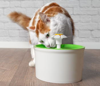 Conseil Vétérinaire - Blog - 5 astuces pour hydrater et faire boire son chat