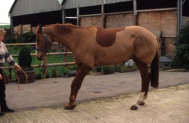 Conseil Vétérinaire - Blog - Fourbure : symptômes, causes et traitements  possibles chez le cheval