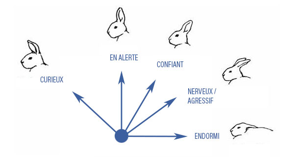 Conseil Vétérinaire - Blog - comment prendre soin des oreilles de son lapin  ?