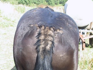 Conseil Vétérinaire - Blog - Contre quels insectes faut-il protéger nos  chevaux ?