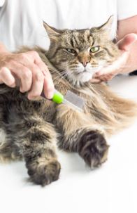 Conseil Vétérinaire - Blog - Faut-il tondre un chat ?