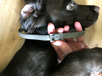 Conseil Vétérinaire - Blog - Django a testé le collier CaniComfort de  Beaphar