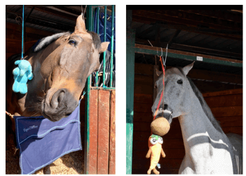 Conseil Vétérinaire - Blog - Nos conseils pour combattre l'ennui du cheval  du cheval au box