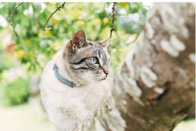 Conseil Vétérinaire - Blog - Quel collier anti-puces choisir pour votre  chat ?