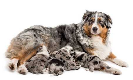 Conseil Vétérinaire - Blog - Qu'est-ce qu'une robe merle chez un chien ?