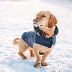 Conseil Vétérinaire - Blog - Comment choisir le bon manteau pour protéger  son chien?