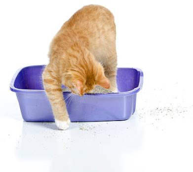 Conseil Vétérinaire - Blog - Comment choisir le bac à litière de votre chat  ?