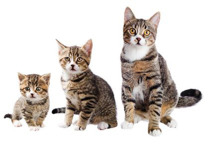 Conseil Vétérinaire - Blog - A quel âge faut-il stériliser ou castrer son  chat ?