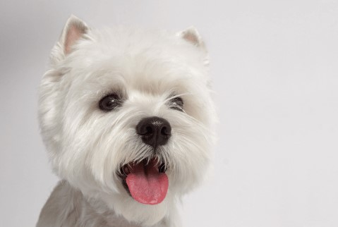 Conseil Vétérinaire - Blog - Comment choisir un probiotique pour chien