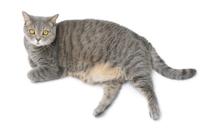 Conseil Vétérinaire - Blog - Chat obèse - Comment traiter l'obésité de mon  chat ?