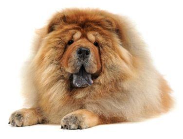 Conseil Vétérinaire - Blog - Tondre son chien | Conseils