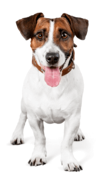 Conseil Vétérinaire - Blog - Notre guide antiparasitaire pour chien