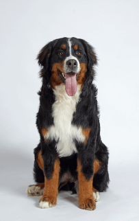 Conseil Vétérinaire - Blog - Notre guide antiparasitaire pour chien