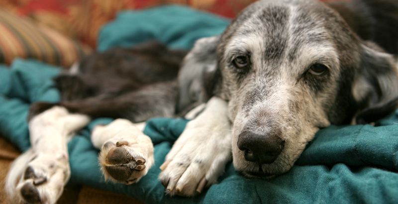 Conseil Vétérinaire - Blog - Insuffisance rénale chez les chiens âgées