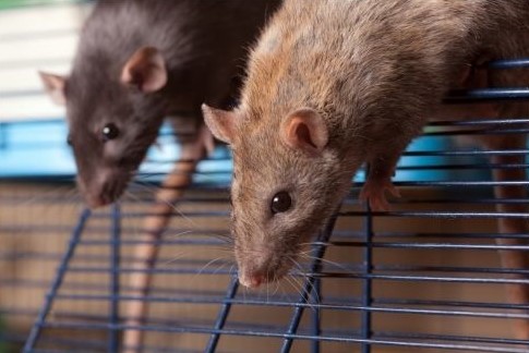 Conseil Vétérinaire - Blog - Comment prendre soin de son rat ?