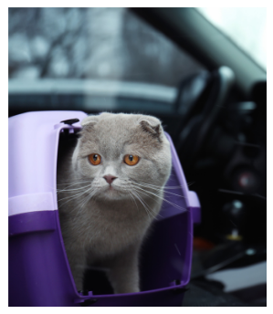 Conseil Vétérinaire - Blog - Voyager avec son chat en voiture : les  conseils clé