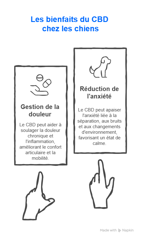 Les bienfaits du CBD chez les chiens