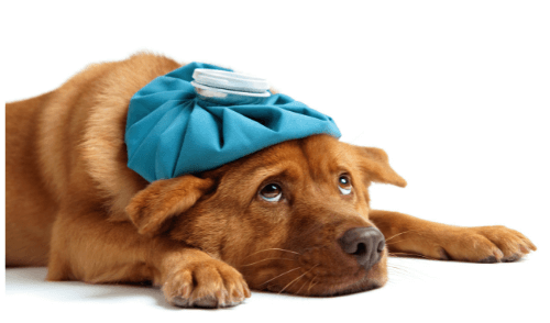 Conseil Vétérinaire - Blog - Mon chien à le rhume : que dois-je faire ?