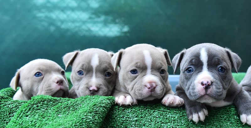 Conseil Vétérinaire - Blog - Le Pitbull : un regard approfondi sur une race  de chien unique