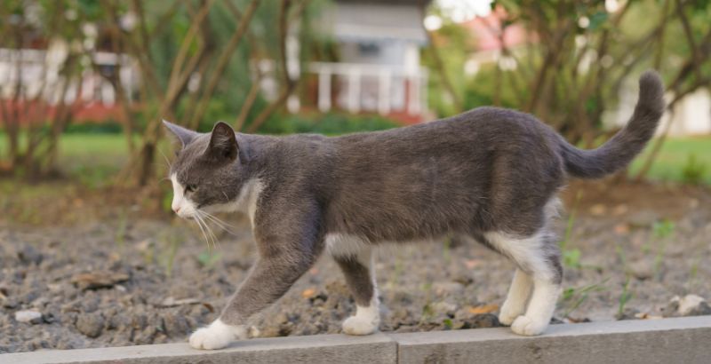Conseil Vétérinaire - Blog - Les meilleures croquettes pour chats atteints  de problèmes urinaires.