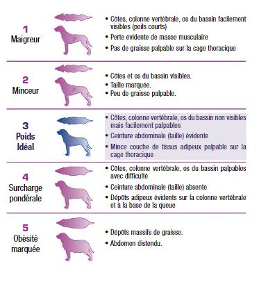 Conseil Vétérinaire - Blog - Mon chien est obèse : comment le faire maigrir  ?
