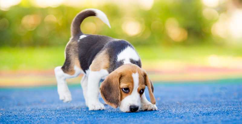 Conseil Vétérinaire - Blog - Tout savoir sur le Beagle