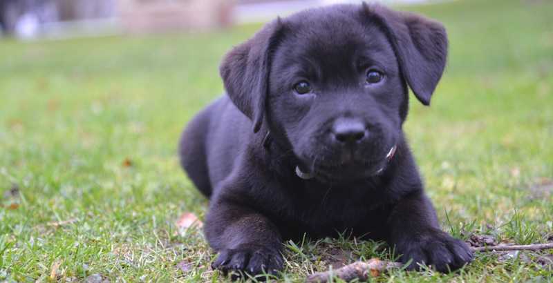 Conseil Vétérinaire - Blog - Tout ce que vous devez savoir sur le Labrador  Retriever