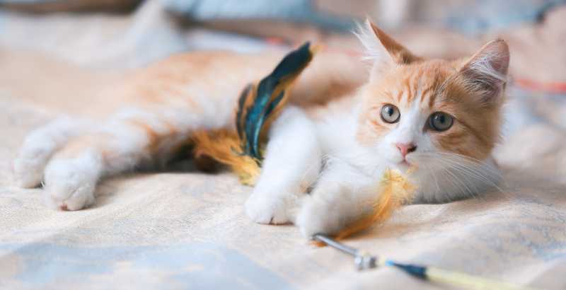 Conseil Vétérinaire - Blog - Tout ce que vous devez savoir sur la paralysie  chez les chats : causes, symptômes et traitements