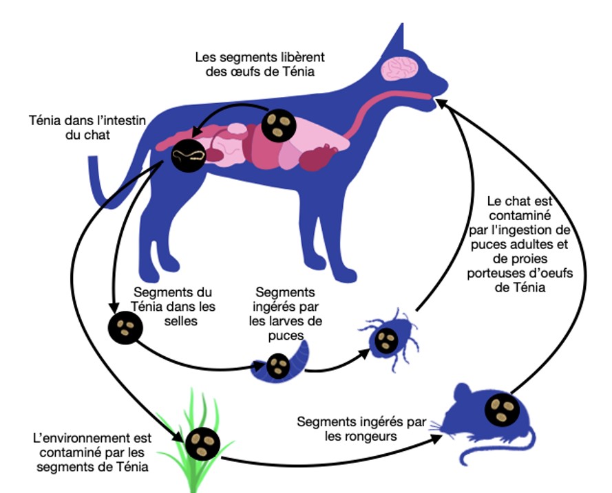 Conseil Vétérinaire - Blog - Le Ténia chez le Chat : Symptômes, Traitement  et Prévention