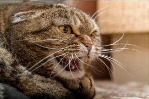 Conseil Vétérinaire - Blog - Pour quelles raisons mon chat a les oreilles  retournées ?