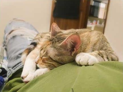 Conseil Vétérinaire - Blog - Mon chat dort sur moi : que cela signifie-t-il  ?