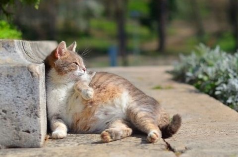 Conseil Vétérinaire - Blog - Tout savoir sur la gestation de la chatte !