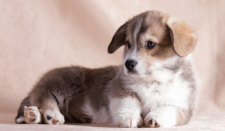 Conseil Vétérinaire - Blog - Que faire si les oreilles de mon chiot tombent  ?