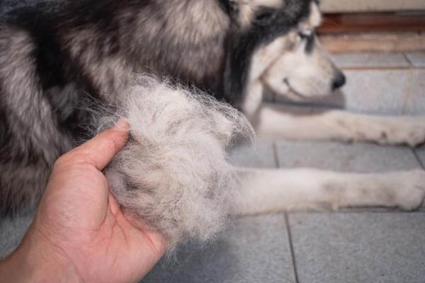 Comment éviter la perte de poils chez le chien ? Nos conseils vétérinaires