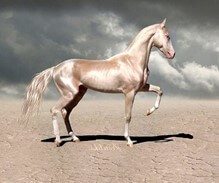Conseil Vétérinaire - Blog - Découvrez le cheval Akhal Téké