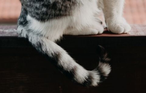 Conseil Vétérinaire - Blog - Mon chat a la queue cassée : comment faire ?