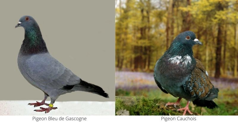 Conseil Vétérinaire - Blog - Tout savoir sur la reproduction du pigeon