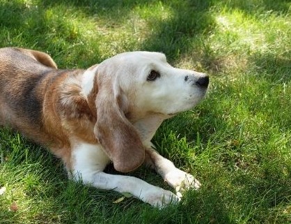 Conseil Vétérinaire - Blog - Tout savoir sur l'utilisation du collier YOOS  pour chien