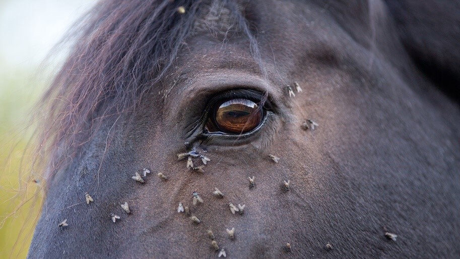 Conseil Vétérinaire - Blog - Protéger son cheval contre les insectes